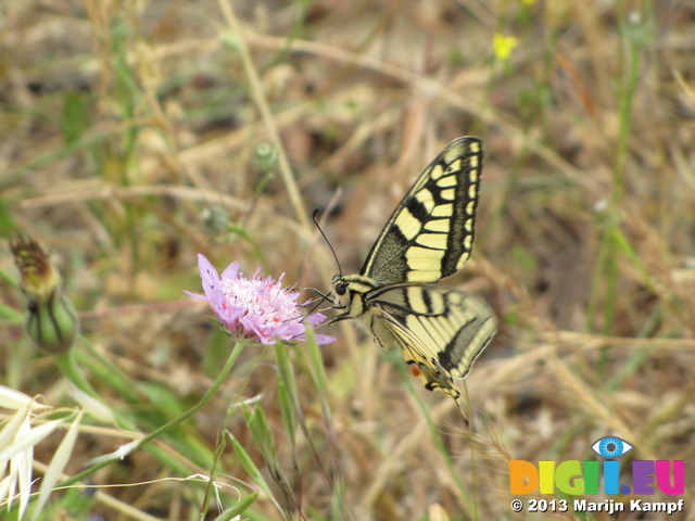 SX27248 Swallowtail (Papilio machaon) butterfly on Clover flower